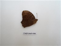藏品(眼蝶科)的圖片